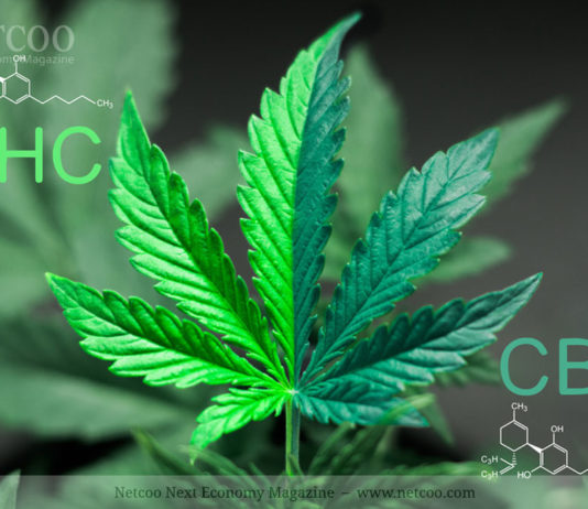 CBD: Bald doch eine Droge? cbd:-bald-doch-eine-droge?